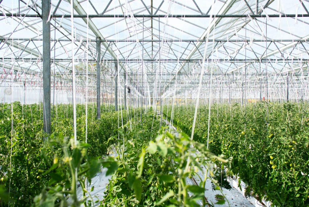 Part of the Cleveland Model: The Evergreen Cooperatives operate the largest urban glasshouse facility in the United States, supplying the Cleveland population with fresh local vegetables.