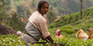 indian woman at a tea planate on an agricultural eco-farm in India