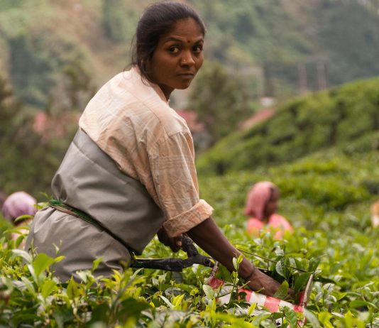 indian woman at a tea planate on an agricultural eco-farm in India