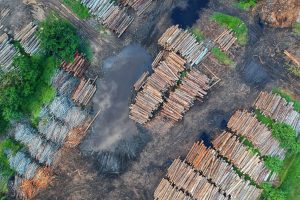 Supply Chain Act - Deforestation